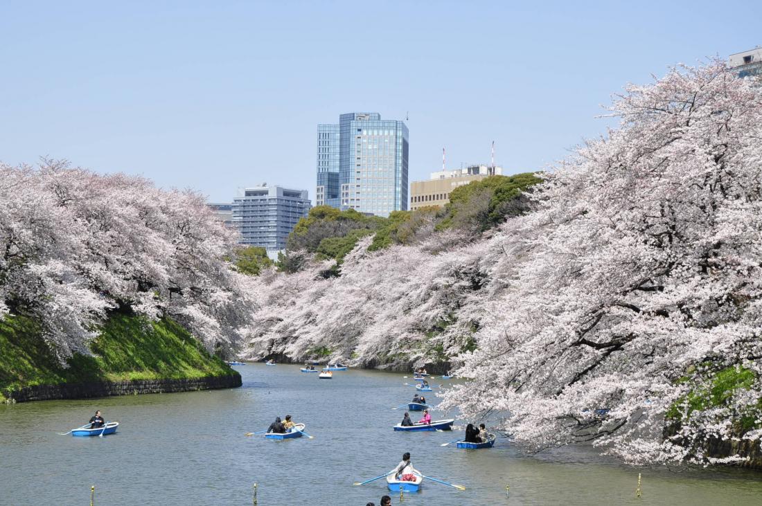 写真：千鳥ヶ淵の風景